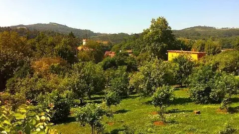 c&iacute;tricos novales