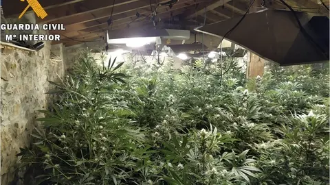 Nota De Prensa La Guardia Civil Desmantela Una Plantaci&oacute;n Y Detiene A 4 Personas