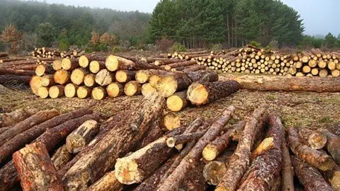 causas-consecuencias-tala-de-arboles