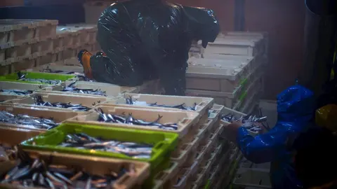 La captura de los peces no se toca con las manos en ning&uacute;n momento del proceso. Imagen de los marineros organizando las cajas en la bodega del barco  .