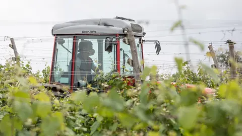 Un trabajador montado en un tractor trabaja en los vi&ntilde;edos de la empresa Txakoli Txabarri 