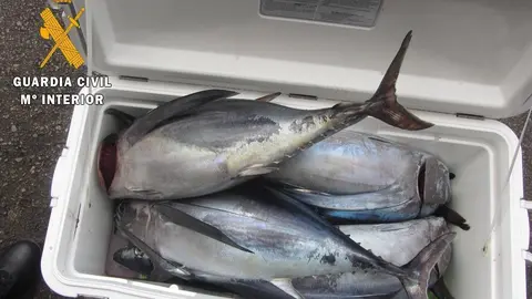 Nota De Prensa La Guardia Civil Interviene 15 Bonitos Cuando Iban A Ser Vendido De Forma Ilegal En Un Restaurante