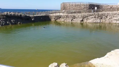 Santander.- ZOOXXI apoya abrir un debate sobre el minizoo de la Magdalena