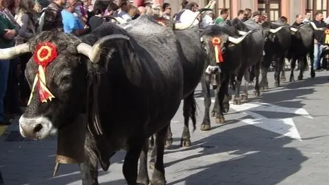 Vaca tudanca. Archivo