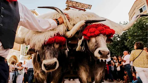 D&iacute;a de Campoo