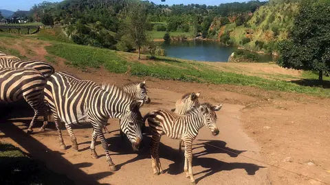 Nace una nueva cebra en Cab&aacute;rceno