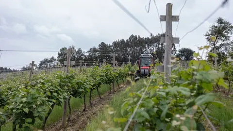 Un trabajador montado en un tractor trabaja en los vi&ntilde;edos de la empresa Txakoli Txabarri denominaci&oacute;n de origen 'Vinos de Euskadi'. 