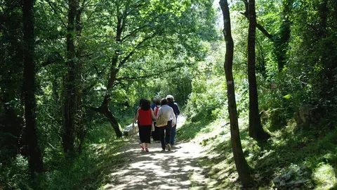 Paseos organizados por el Museo Altamira