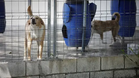 Varios perros apoyados en la verja de las instalaciones adecuadas en el albergue San Francisco de Asis de la Sociedad Protectora de Animales y Plantas de Madrid (SPAP)