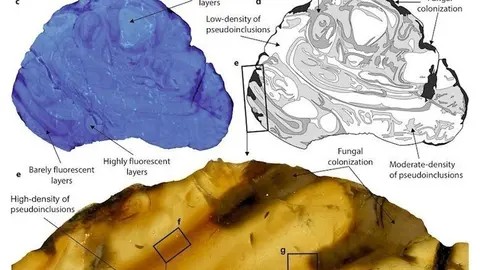 Patrones de bandeado en las piezas de &aacute;mbar de El Soplao (Cantabria)