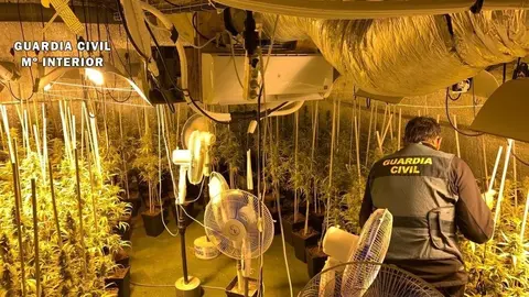 Plantaci&oacute;n desmantelada en Cabez&oacute;n de la Sal