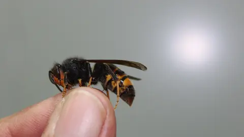 Imagen de una avispa asi&aacute;tica.