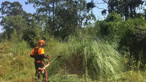 Eliminaci&oacute;n de plumeros