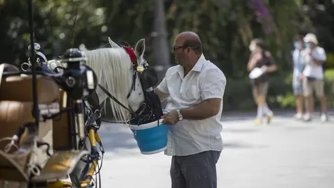 Un cochero dando agua a su caballo durante la ola de calor africano que ha llegado este jueves a Espa&ntilde;a. En Sevilla (Andaluc&iacute;a, Espa&ntilde;a), a 30 de julio de 2020.