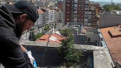 Santander inicia una nueva campa&ntilde;a de control de la poblaci&oacute;n de gaviotas 