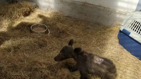 Np Y Foto Estado Salud Osezna