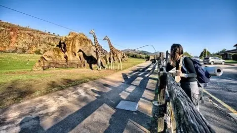 Recinto de las jirafas de Cab&aacute;rceno