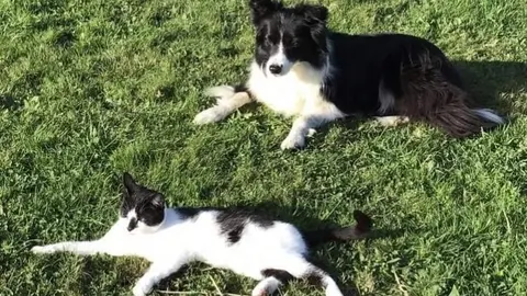 Animales dom&eacute;sticos. Perro. Gato. Servicio de recogida de animales. Mascotas
