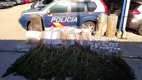 Plantaci&oacute;n marihuana intervendia en Santander