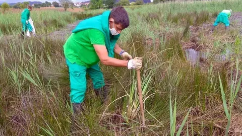 Labores de limpieza de plumeros 