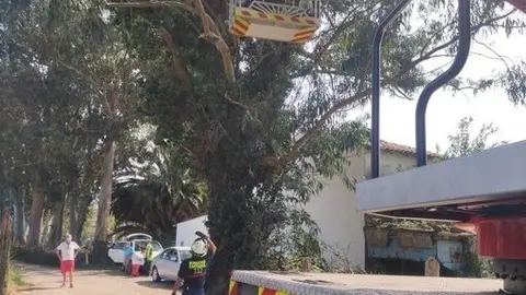 Bomberos rescatan un gato en un eucalipto de gran altura