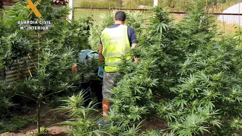 Plantaci&oacute;n de marihuana desmantelada en Guriezo