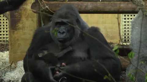 Im&aacute;genes de un nuevo ejemplar de gorila que ha nacido en el Parque de la Naturaleza de Cab&aacute;rceno, en Cantabria.
