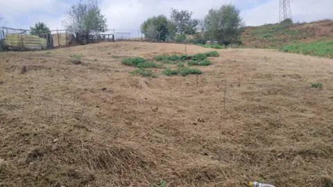 Prado arrasado por la plaga de orugas soldado