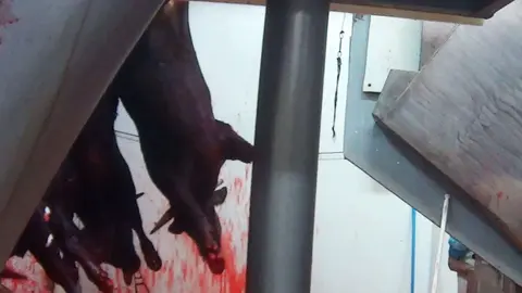 Cs pide instalar circuitos de televisi&oacute;n en todos los mataderos de C-LM para proteger a los animales