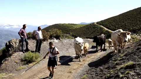 El ganado lebaniego sube al puerto de Pineda, donde permanecer&aacute; hasta octubre   