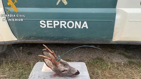 Trofeo incautado al furtivo.