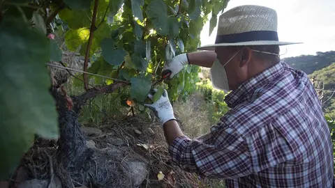 Un vendimiador corta racimos de uvas en el vi&ntilde;edo