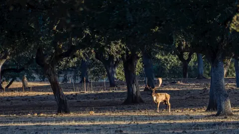 Un gamo en la &eacute;poca de la ronca.