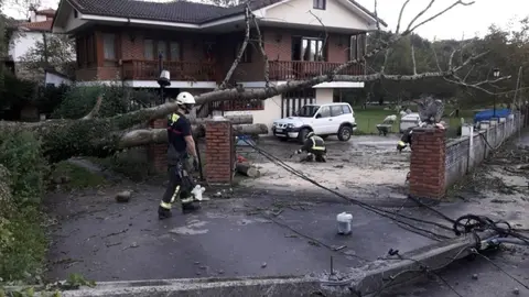 Ca&iacute;da de &aacute;rbol en Selaya