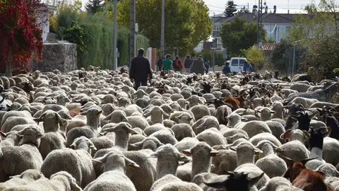 El reba&ntilde;o trashumante de ovejas merinas recorre la zona noroeste pero no pasa por la capital para evitar aglomeraciones