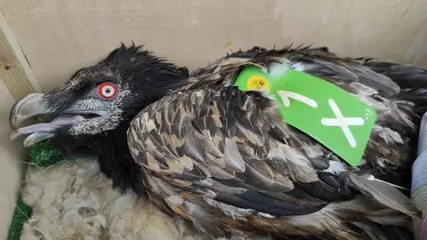 Quebrantahuesos rescatado malherido en Picos