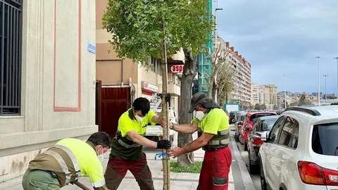 Plantaci&oacute;n de los arces en la calle Antonio L&oacute;pez de Santander