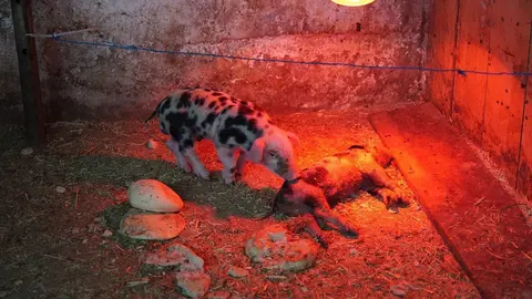 Imagen del estado de algunos de los animales de la granja