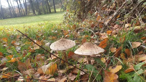 Paisaje de oto&ntilde;o en Cantabria con setas