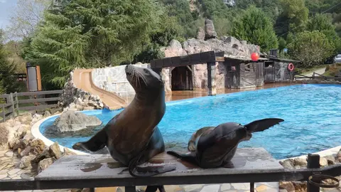 Cantur Dona Dos Leones Marinos De Cab&aacute;rceno A Santander Para Que Habiten En El Minizoo De La Magdalena