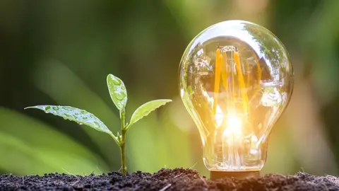 Un &aacute;rbol que crece en el suelo junto a una bombilla