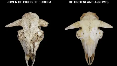 Hallan huesos de bueyes de 35.000 a&ntilde;os de antig&uuml;edad en Picos de Europa.