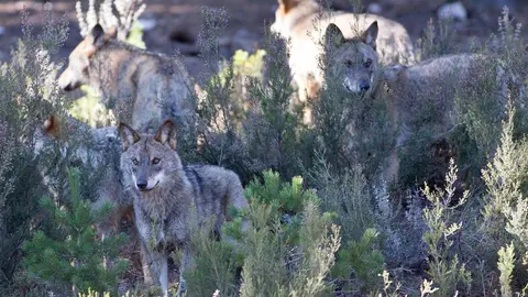 Varios lobos ib&eacute;ricos del Centro del Lobo Ib&eacute;rico en localidad de Robledo de Sanabria. Archivo