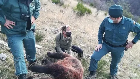 Imagen de la osa abatida este domingo de un disparo en Fuentes Carrionas.