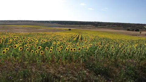 Cultivo de girasoles, en una imagen de archivo