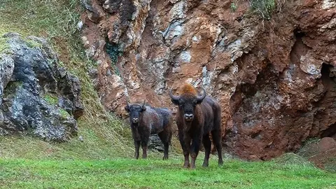 Bisontes del Parque de Cab&aacute;rceno