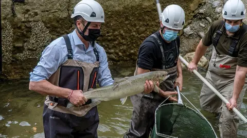 Control de reproductores de salm&oacute;n atl&aacute;ntico