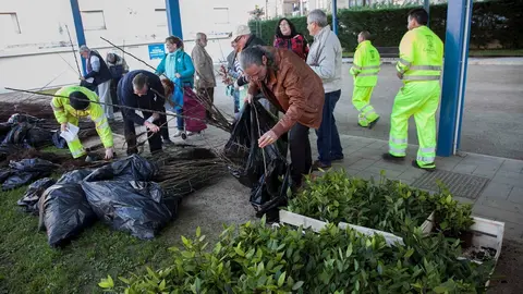 Camargo.- Comienza el reparto de los m&aacute;s de 3.200 &aacute;rboles de la campa&ntilde;a de repoblaci&oacute;n fortestal