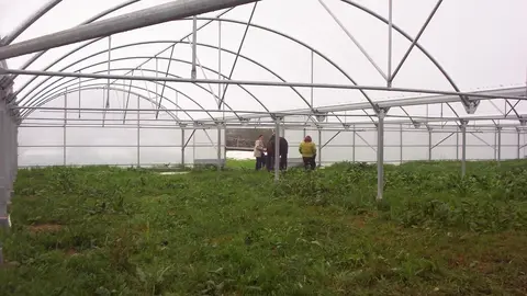 Invernadero, Agricultura