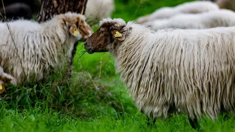 Un reba&ntilde;o de ovejas pasta en Ciudad Universitaria durante su camino de vuelta  a la Casa de Campo, en Madrid (Espa&ntilde;a) 